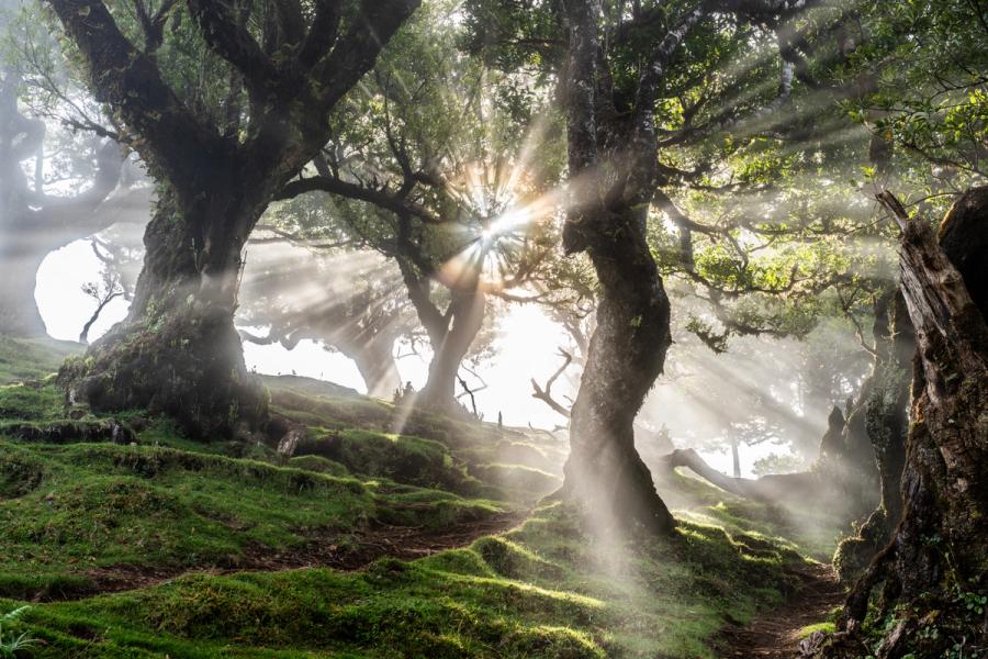 Crepuscular rays break through a gap in the ancient laurel canopy of Fanal forest, Madeira, the mist-laden air rendering each shaft of light as a solid column. Gnarled, moss-draped trunks frame a steep woodland path, their contorted forms characteristic of the UNESCO-listed laurisilva. The low sun angle and residual cloud create a quality of light rarely sustained beyond a few minutes.