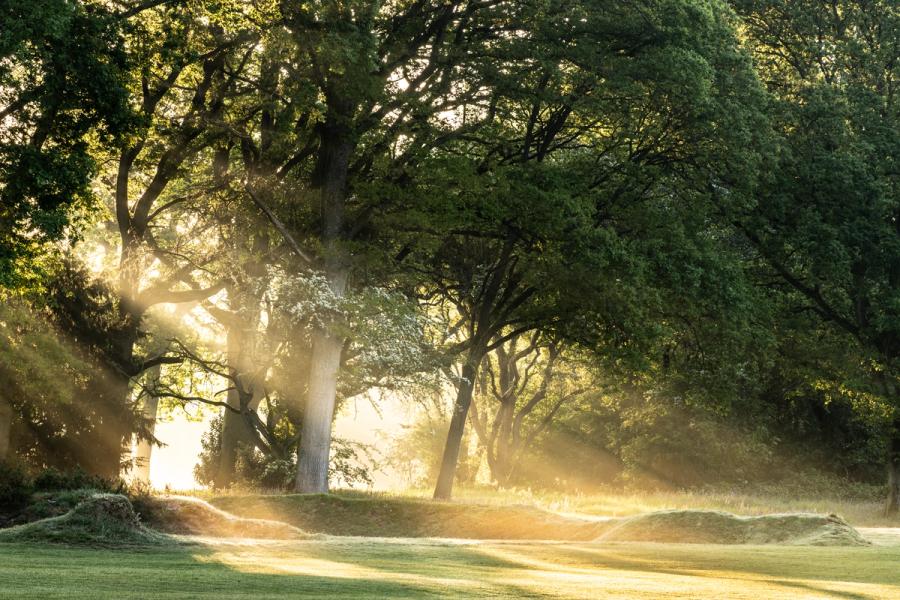 Low dawn sun drives hard crepuscular rays through a stand of mature oaks, the residual ground mist catching each shaft and separating the trees into distinct planes of depth. Closely mown fairway turf and rough grass mounds frame the foreground, suggesting a parkland or course setting rather than ancient wildwood. The exposure holds detail in the lit mist without burning the source, a technically precise balance.