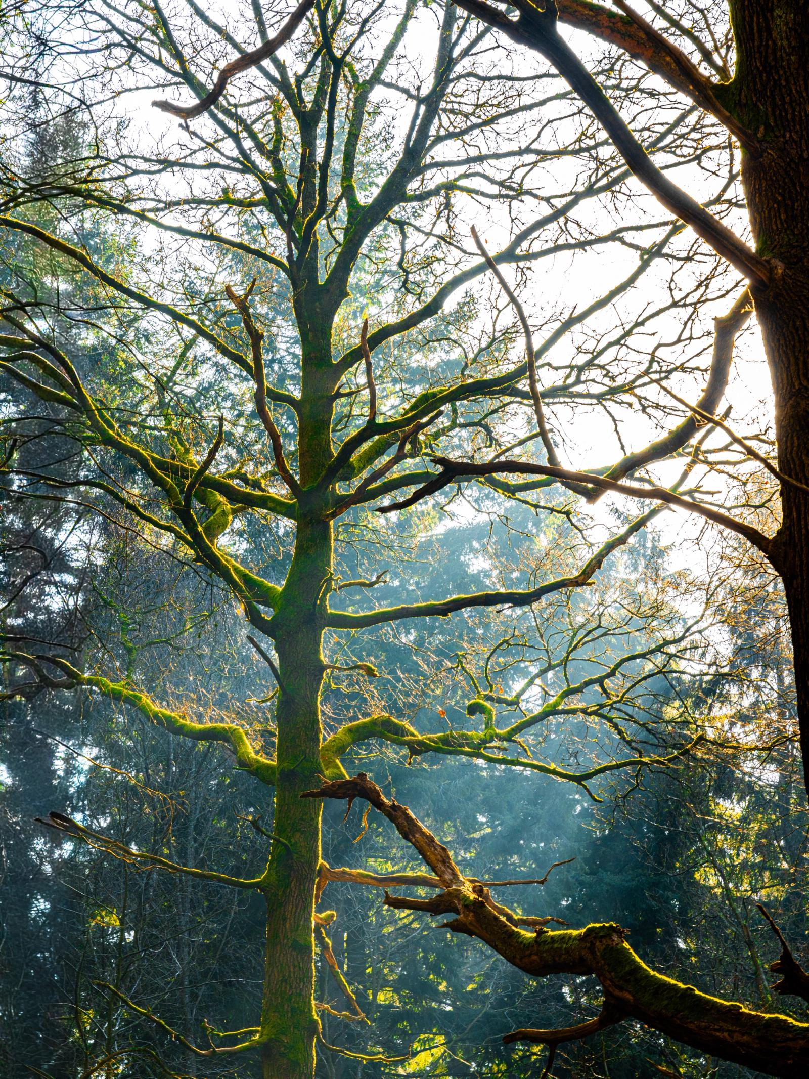 A mature deciduous tree, its bark and bare branches thickly colonised by moss, stands backlit against diffuse winter sunlight filtering through a mixed woodland. A fallen limb, equally moss-covered, sweeps across the lower frame, anchoring the composition. The rim-lighting separates each branch from the soft atmospheric haze behind, giving the scene a quiet, almost luminous quality.