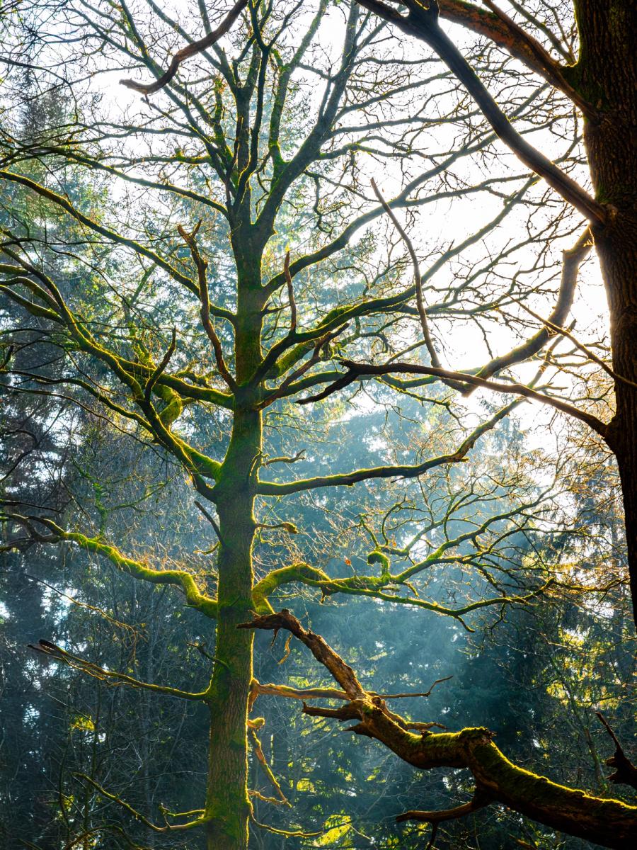 A mature deciduous tree, its bark and bare branches thickly colonised by moss, stands backlit against diffuse winter sunlight filtering through a mixed woodland. A fallen limb, equally moss-covered, sweeps across the lower frame, anchoring the composition. The rim-lighting separates each branch from the soft atmospheric haze behind, giving the scene a quiet, almost luminous quality.