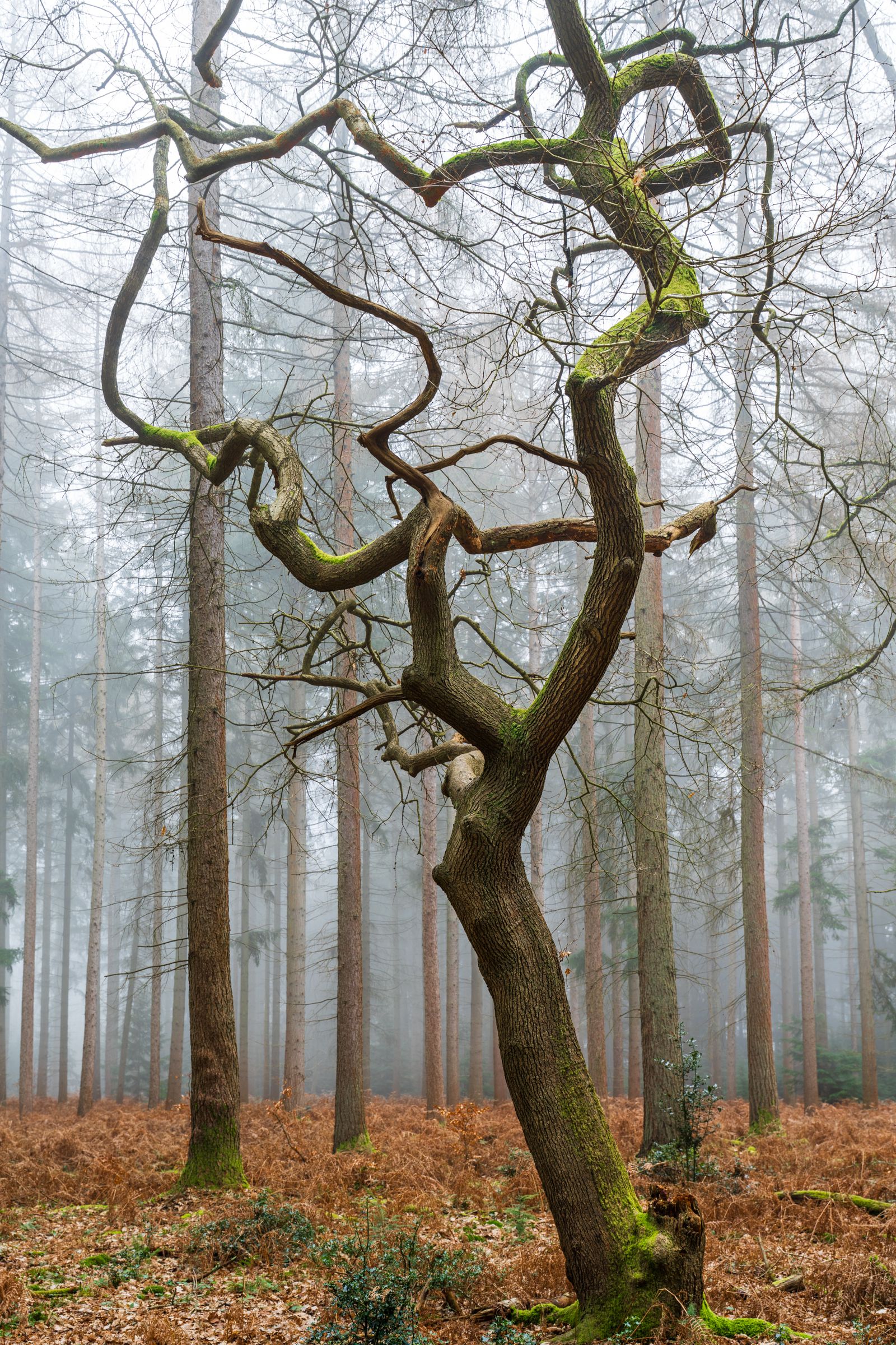 A contorted broadleaved tree â likely an oak â stands amid the straight trunks of a conifer plantation under dense winter fog. The writhing branch structure contrasts sharply with the regimented verticals behind, while bracken litter and patches of moss anchor the scene to the forest floor. Fog compresses the background to a pale wash, isolating the subject with quiet authority.