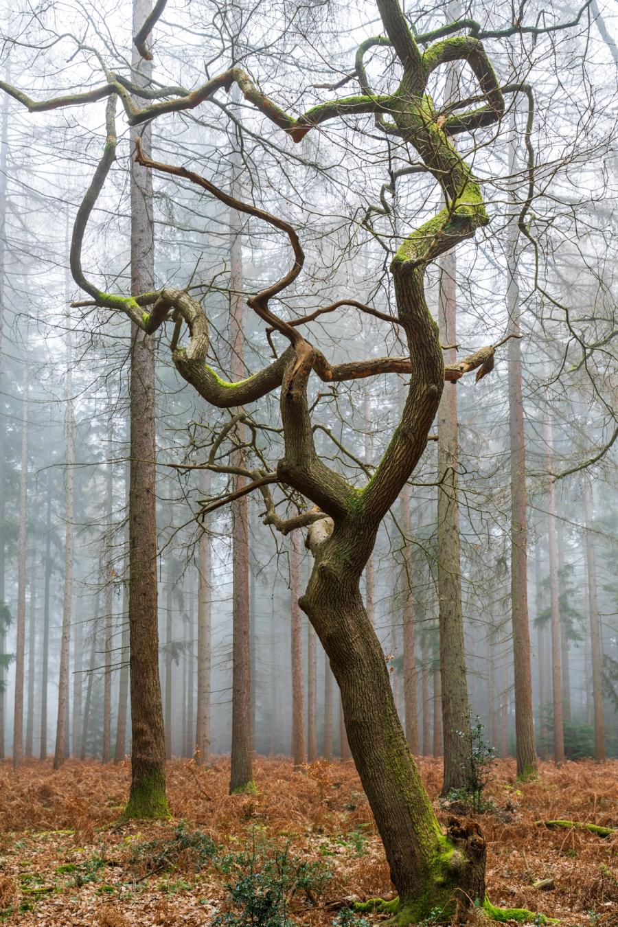A contorted broadleaved tree â likely an oak â stands amid the straight trunks of a conifer plantation under dense winter fog. The writhing branch structure contrasts sharply with the regimented verticals behind, while bracken litter and patches of moss anchor the scene to the forest floor. Fog compresses the background to a pale wash, isolating the subject with quiet authority.