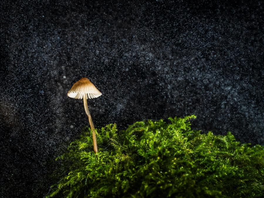 A single small mushroom rises from a dense moss bed, its pale gills catching artificial light against an absolute black background scattered with suspended water droplets. The composition isolates the fruiting body as though adrift in a cosmos of its own, the rain-mist rendered as starfield. Controlled flash or torch lighting gives the subject sculptural precision without artifice.