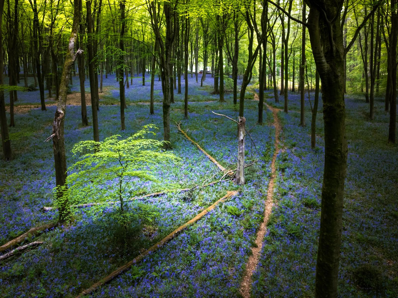 A carpet of native bluebells floods the floor of a beech woodland in Micheldever Wood, Hampshire, in early May. A fallen tree and a narrow footpath cut diagonal lines through the blue, offering structure within the mass. Diffuse cloud light holds the colour flat and even, suppressing shadow and lending the scene a quiet, almost subaqueous depth.