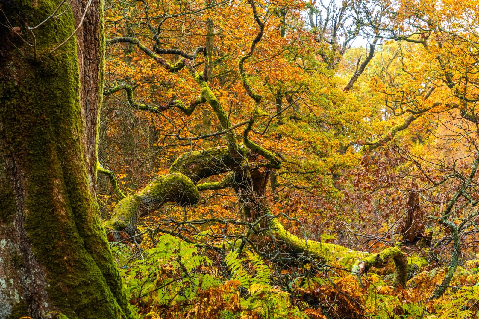 A moss-laden fallen oak sprawls across a woodland floor deep in autumn colour, its contorted limbs mirroring the gnarled canopy above. Bracken and fern litter the understorey in russet and olive, the diffuse overcast light rendering texture without shadow. The scene suggests ancient, unmanaged woodland typical of upland Atlantic oakwood.