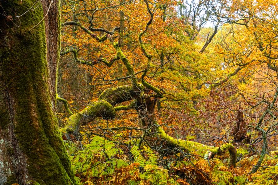 A moss-laden fallen oak sprawls across a woodland floor deep in autumn colour, its contorted limbs mirroring the gnarled canopy above. Bracken and fern litter the understorey in russet and olive, the diffuse overcast light rendering texture without shadow. The scene suggests ancient, unmanaged woodland typical of upland Atlantic oakwood.