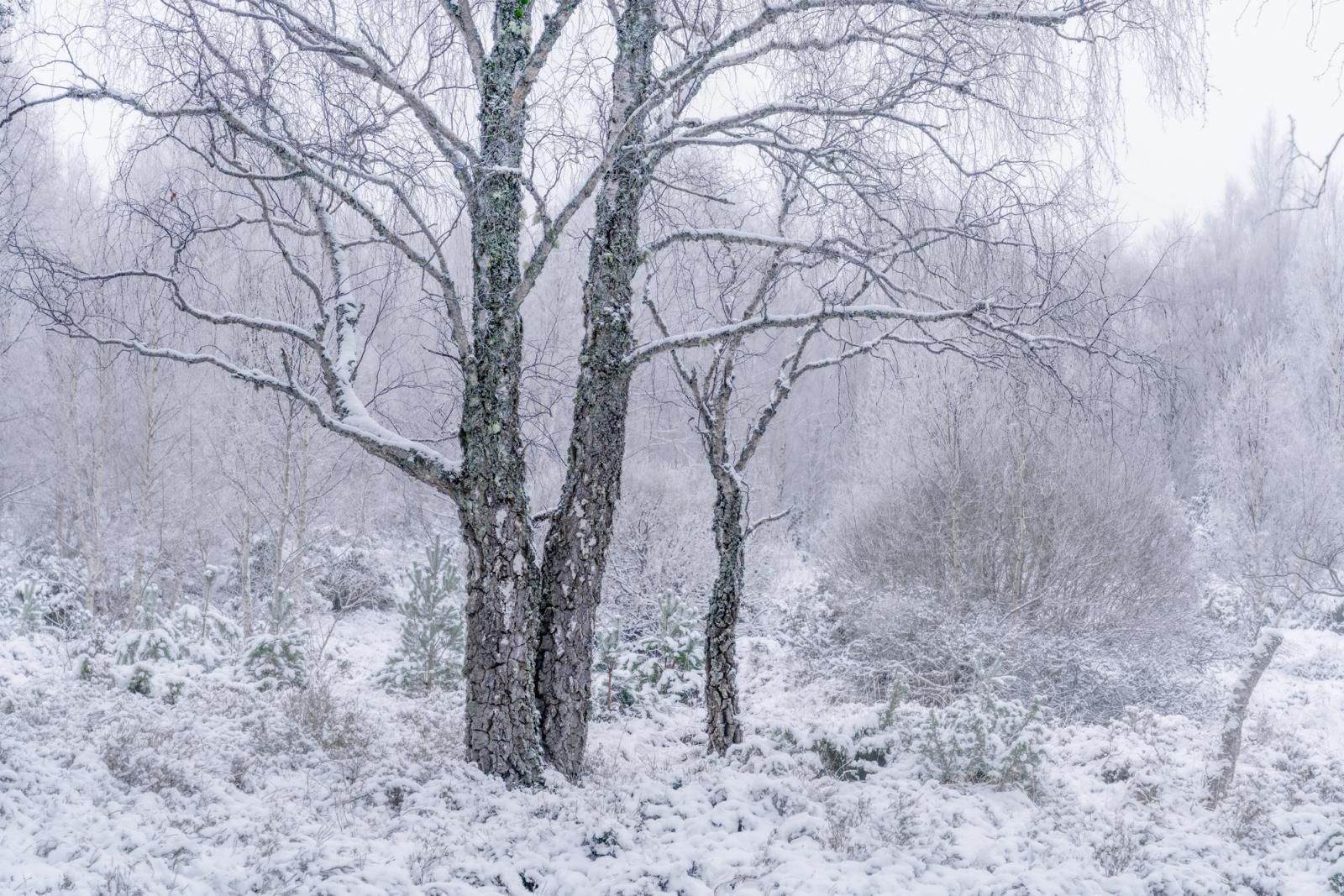 A row of deciduous trees stands in near-silhouette at first light, their trunks framing successive layers of mist rolling across a lowland valley below. The cool blue cast and suppressed contrast suggest conditions shortly before sunrise in early May. A distant structure â possibly a farm building â anchors the middle distance without breaking the stillness.