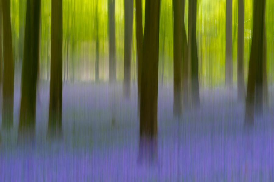 An intentional camera movement exposure compresses a bluebell-carpeted beech woodland in Micheldever Wood, Hampshire into vertical streaks of violet and lime. The technique dissolves botanical detail into pure colour and tone, the dark trunks providing just enough structure to anchor the composition. Captured at dawn in early May, the fresh canopy light reads as luminous yellow-green against the cool blue of the forest floor.