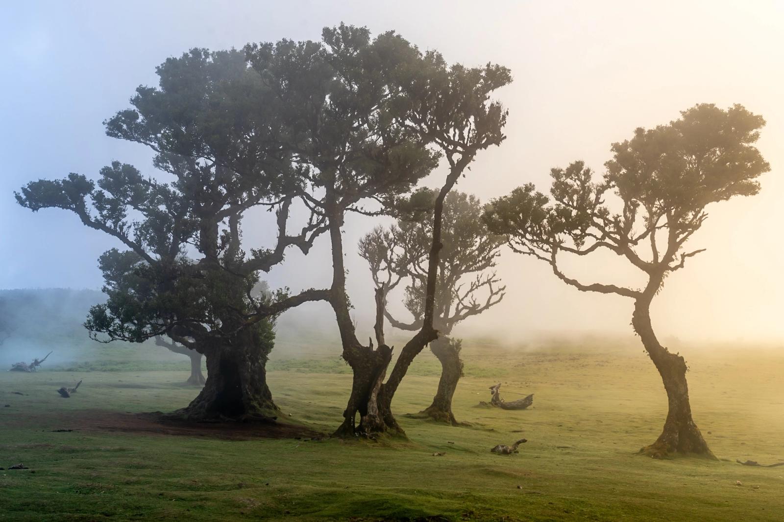 Ancient Til laurel trees emerge from dense cloud at the Fanal plateau, Madeira. The fog reduces the scene to a sequence of silhouetted forms receding into luminous white, each twisted trunk distinct yet dissolving into the next. Captured in late evening light, the image sits between clarity and erasure.
