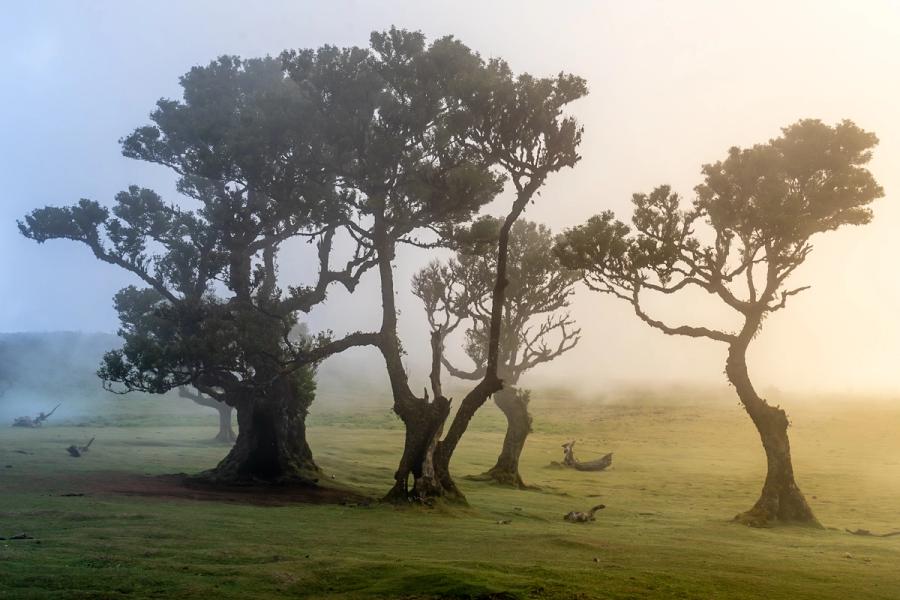 Ancient Til laurel trees emerge from dense cloud at the Fanal plateau, Madeira. The fog reduces the scene to a sequence of silhouetted forms receding into luminous white, each twisted trunk distinct yet dissolving into the next. Captured in late evening light, the image sits between clarity and erasure.
