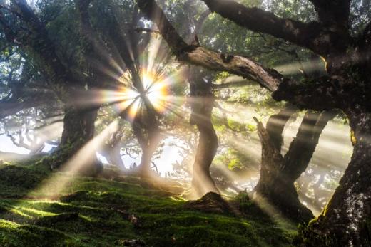 Fanal Forest, Madeira