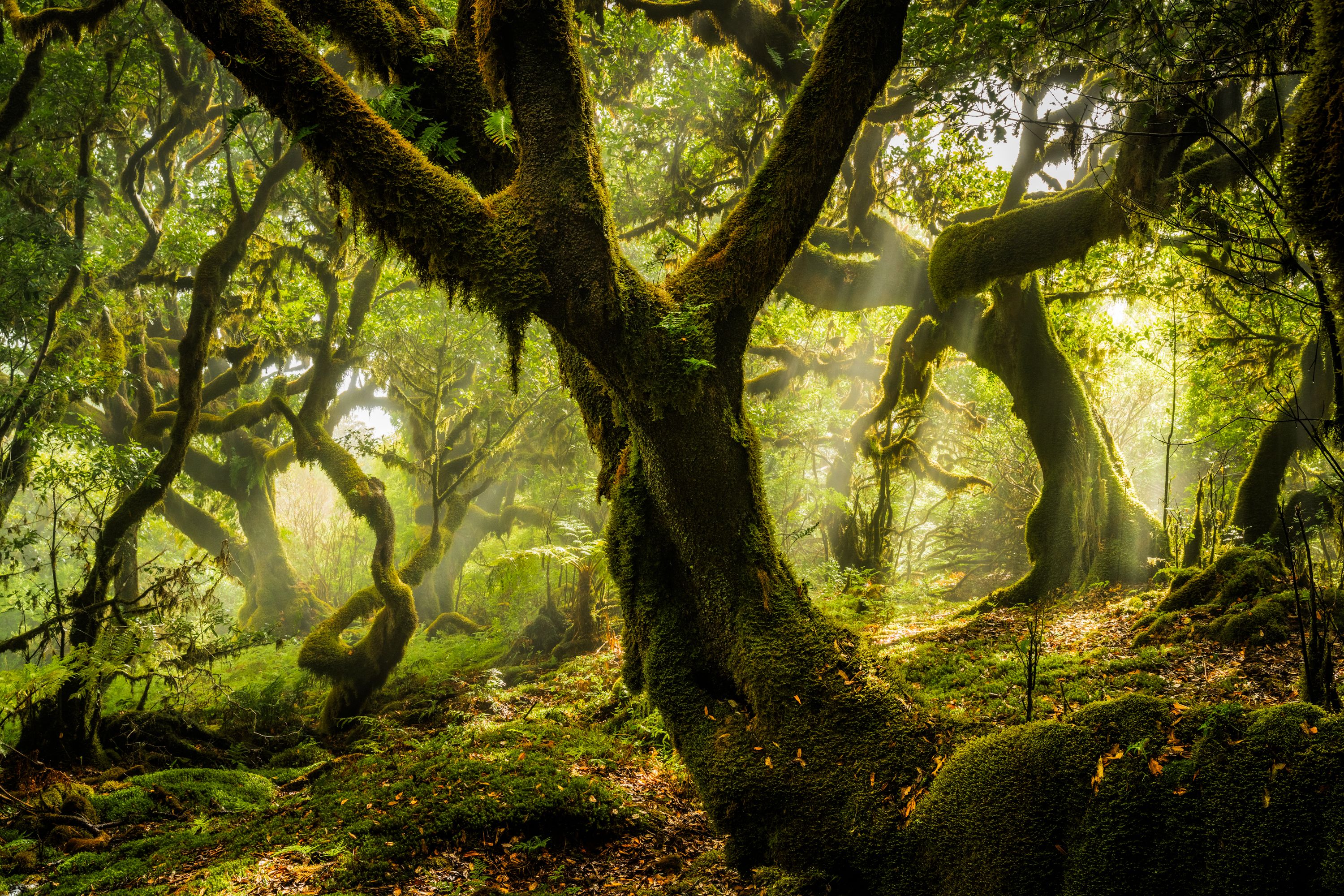 Moss-draped trees emerge from dawn mist in Madeira's ancient laurisilva forest, their contorted forms framing shafts of early light penetrating the canopy. The wide panoramic frame holds both the gnarled foreground trunk and a recession of twisted boughs dissolving into haze, creating a layered depth rarely achieved in dense woodland. Fallen spring leaves and a carpet of moss ground the image in transient season.