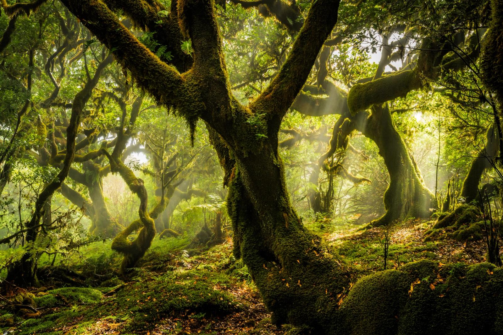 Moss-draped trees emerge from dawn mist in Madeira's ancient laurisilva forest, their contorted forms framing shafts of early light penetrating the canopy. The wide panoramic frame holds both the gnarled foreground trunk and a recession of twisted boughs dissolving into haze, creating a layered depth rarely achieved in dense woodland. Fallen spring leaves and a carpet of moss ground the image in transient season.