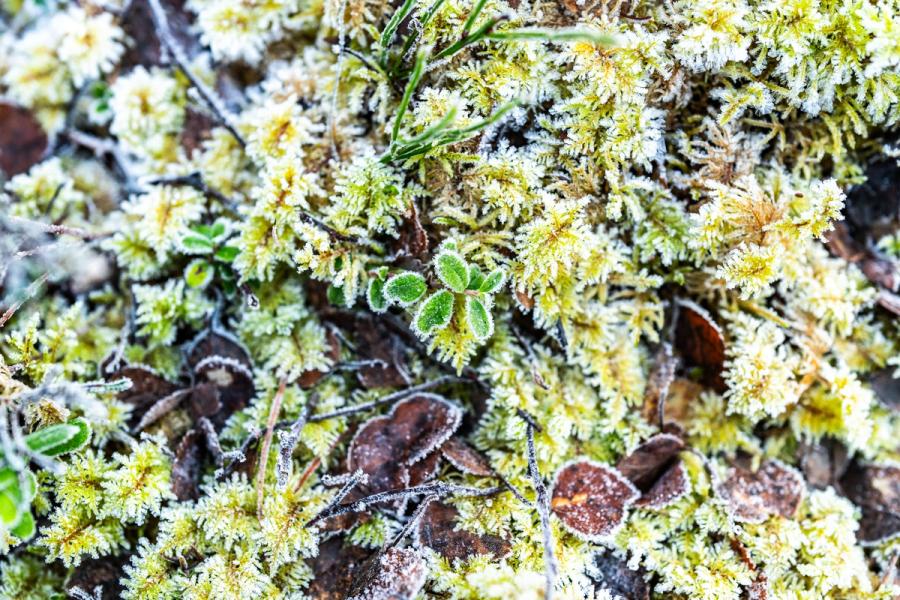 Hoarfrost coats a dense mat of woodland-floor moss, dead leaves, and a small rosette plant on a winter morning. The tight framing reduces the scene to texture and colour contrast â lime green against frost-white and dark leaf litter. Captured on Christmas Day, the image reads as a close study rather than a composed statement.