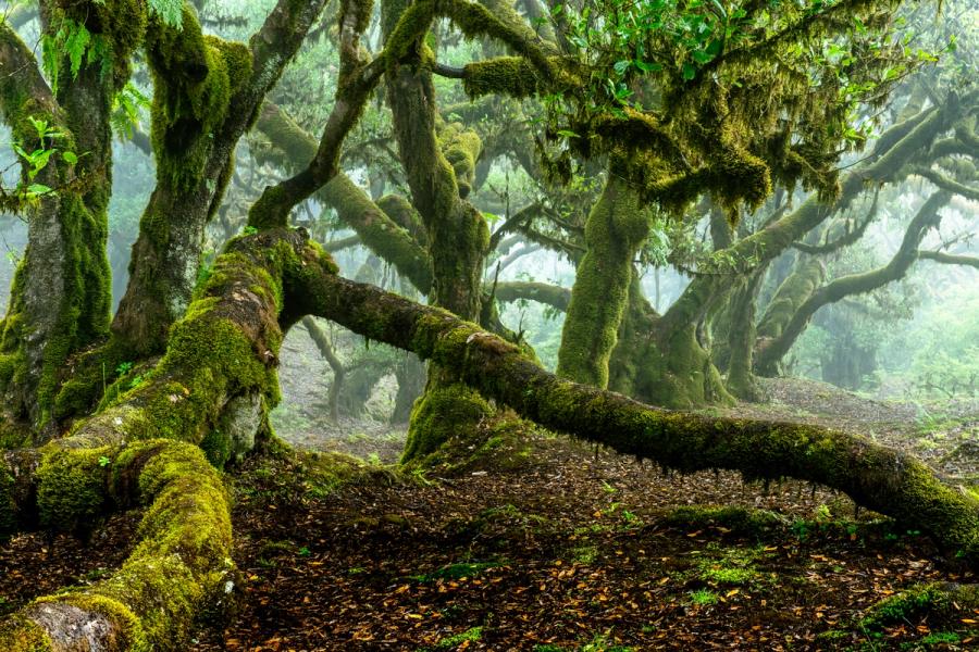 Ancient laurisilva trees draped in moss recede into fog in the highland forest of Madeira. A fallen trunk cuts diagonally across the foreground, anchoring the composition against the softly dissolving middle distance. The saturated greens and diffuse light suggest early morning cloud immersion within the laurel forest zone.