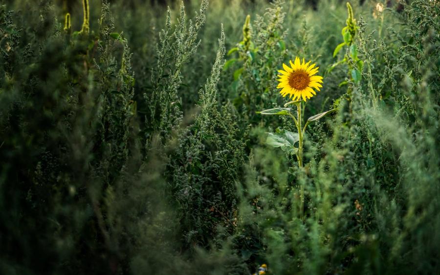 A single sunflower rises above a dense stand of weeds or wild herbs, its yellow disc catching the last warm light of a summer evening. The shallow depth of field compresses the surrounding vegetation into soft, muted green, isolating the flower against the tangle. The composition carries a quiet tension between abundance and solitude.