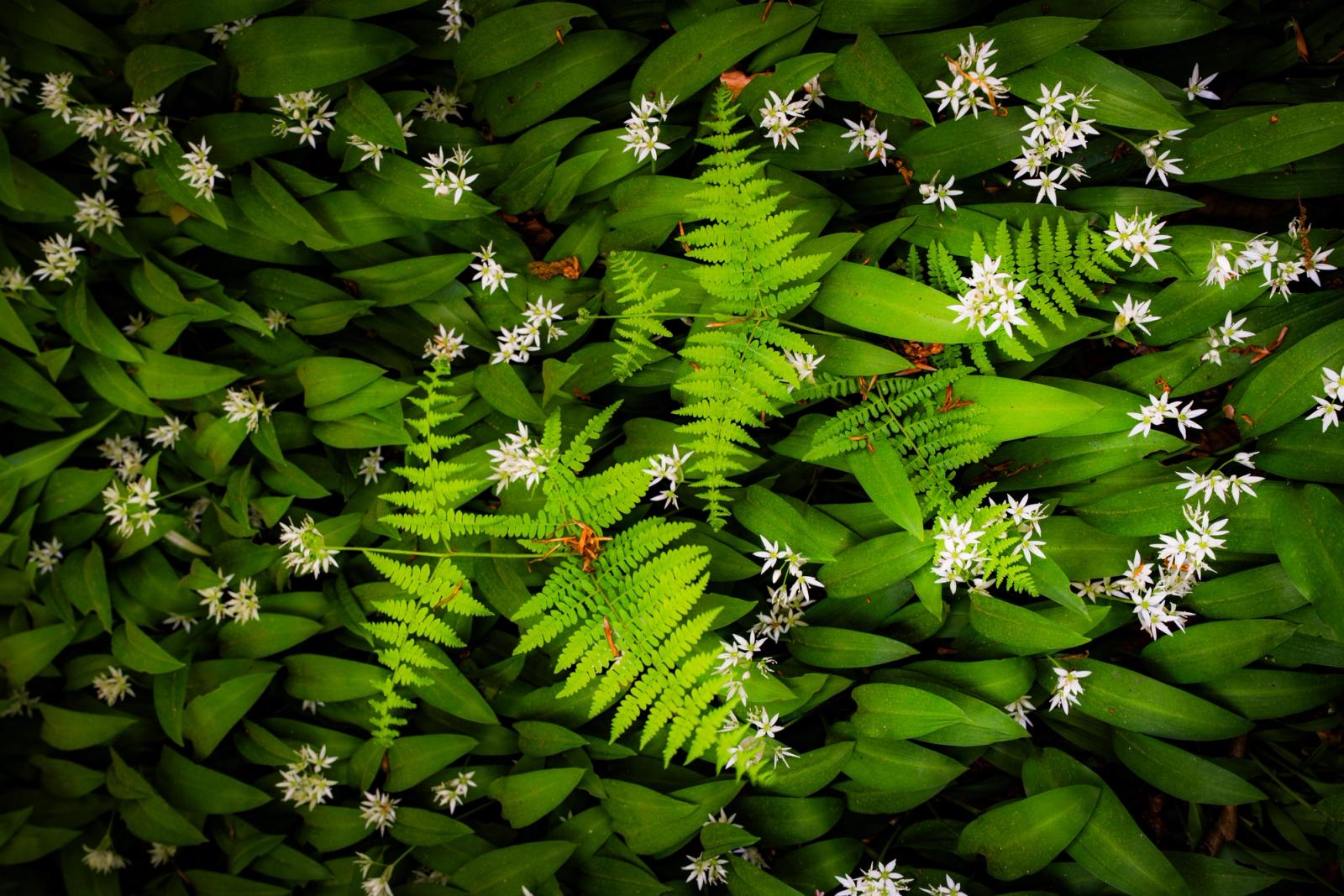 A single bracken frond emerges through a dense carpet of flowering wild garlic, its bright pinnate fronds contrasting sharply with the broad, dark leaves and scattered white star-flowers beneath. The overhead perspective compresses the woodland floor into a flat, textile-like pattern. Captured in mid-May, the image sits at the brief overlap between ramsons peak bloom and early fern emergence.