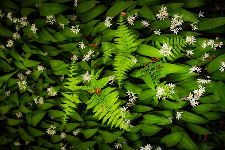 A single bracken frond emerges through a dense carpet of flowering wild garlic, its bright pinnate fronds contrasting sharply with the broad, dark leaves and scattered white star-flowers beneath. The overhead perspective compresses the woodland floor into a flat, textile-like pattern. Captured in mid-May, the image sits at the brief overlap between ramsons peak bloom and early fern emergence.