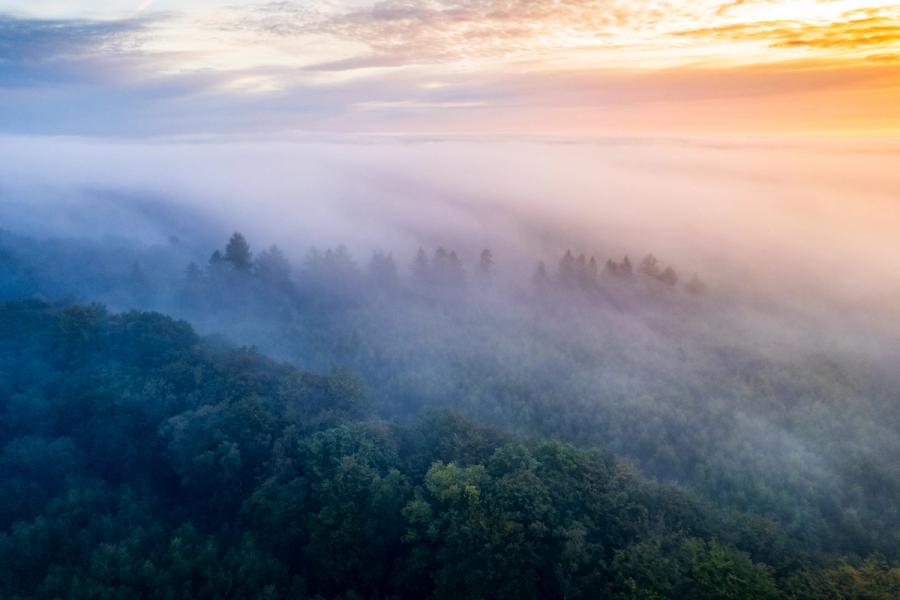A temperature inversion traps dense mist in the valley below Henley-on-Thames, the canopy of mixed deciduous woodland emerging from the fog bank as dawn light warms the eastern sky. Conifers along the ridge-line break the fog surface in a ragged silhouette, separating cool blue shadow below from the peach and amber of the rising sun. The aerial perspective collapses the familiar into something close to abstraction.