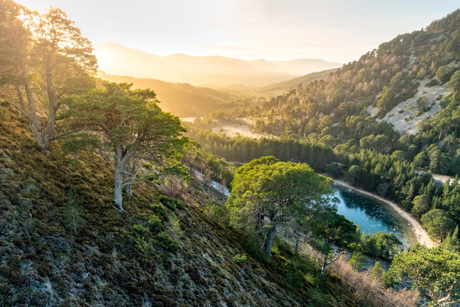 An aerial view looking west along a forested river valley in the Cairngorms, the watercourse curving through ancient Scots pine and mixed woodland below sculpted hillsides. Layered mountain ridges dissolve into a warm, low sun on a clear winter afternoon, the cold-toned river contrasting with the golden atmosphere above. The elevated vantage gives scale to the valley's depth while isolated pines on the foreground slope anchor the composition.