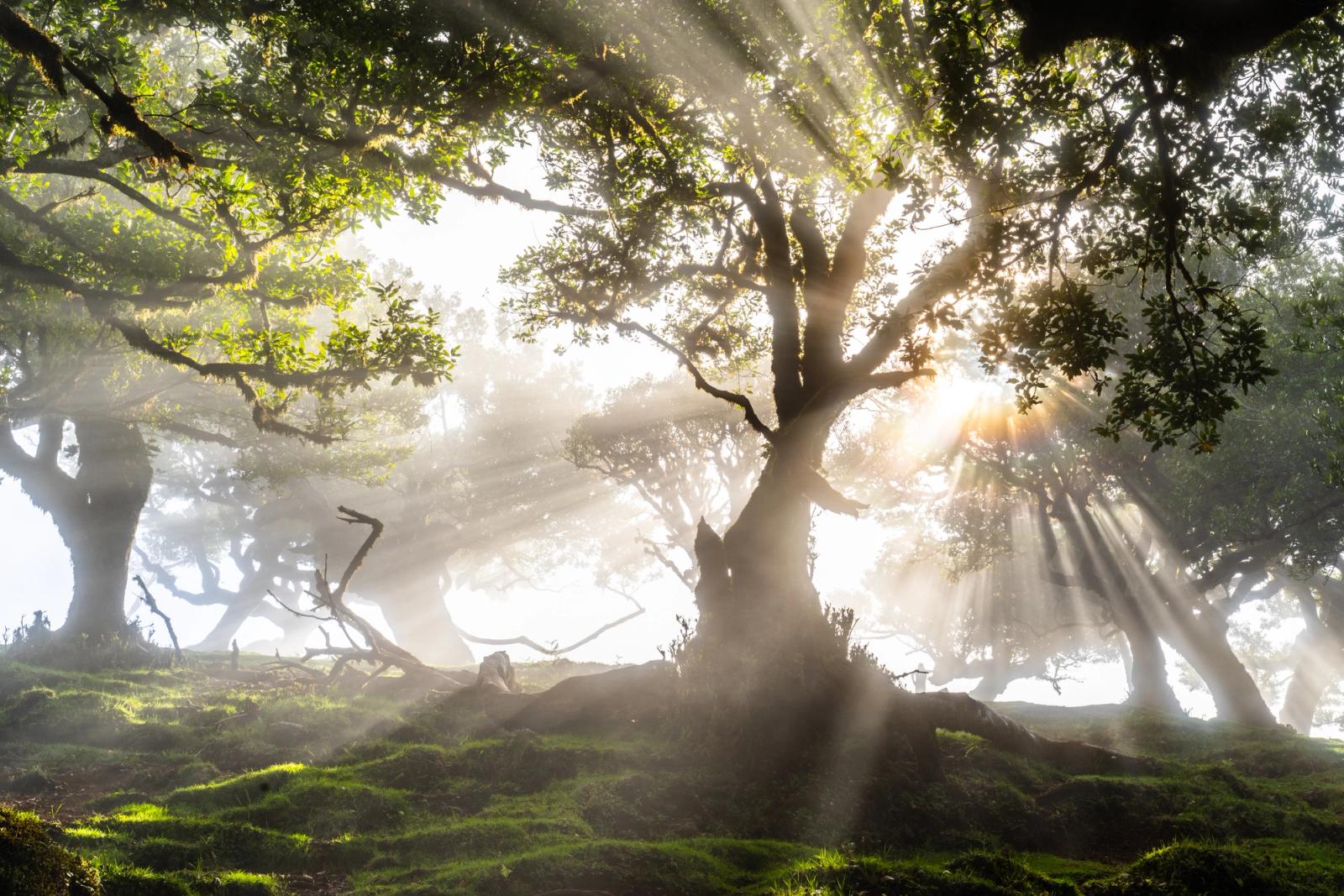 Crepuscular rays break through morning mist in the ancient laurel forest of Fanal, Madeira. The gnarled trunk of a centuries-old til tree anchors the frame as diffused light fans outward through layered fog, revealing the sculptural root systems and moss-covered ground beneath the canopy. The wide panoramic crop deepens the sense of depth and primordial stillness.