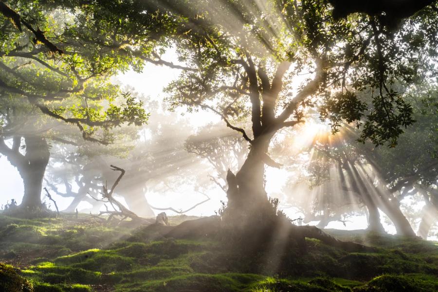 Crepuscular rays break through morning mist in the ancient laurel forest of Fanal, Madeira. The gnarled trunk of a centuries-old til tree anchors the frame as diffused light fans outward through layered fog, revealing the sculptural root systems and moss-covered ground beneath the canopy. The wide panoramic crop deepens the sense of depth and primordial stillness.
