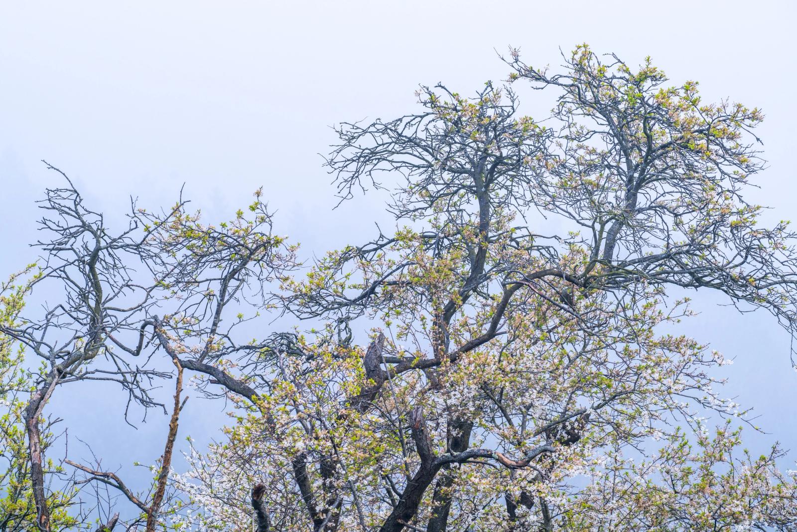 Wild cherry or blackthorn blossom breaks early among bare deciduous trees against a flat, pale sky. The image catches that precise threshold of spring when white flowers precede foliage, lending the canopy an unresolved, wintry quality. Flat light flattens depth and the composition lacks a clear anchor.