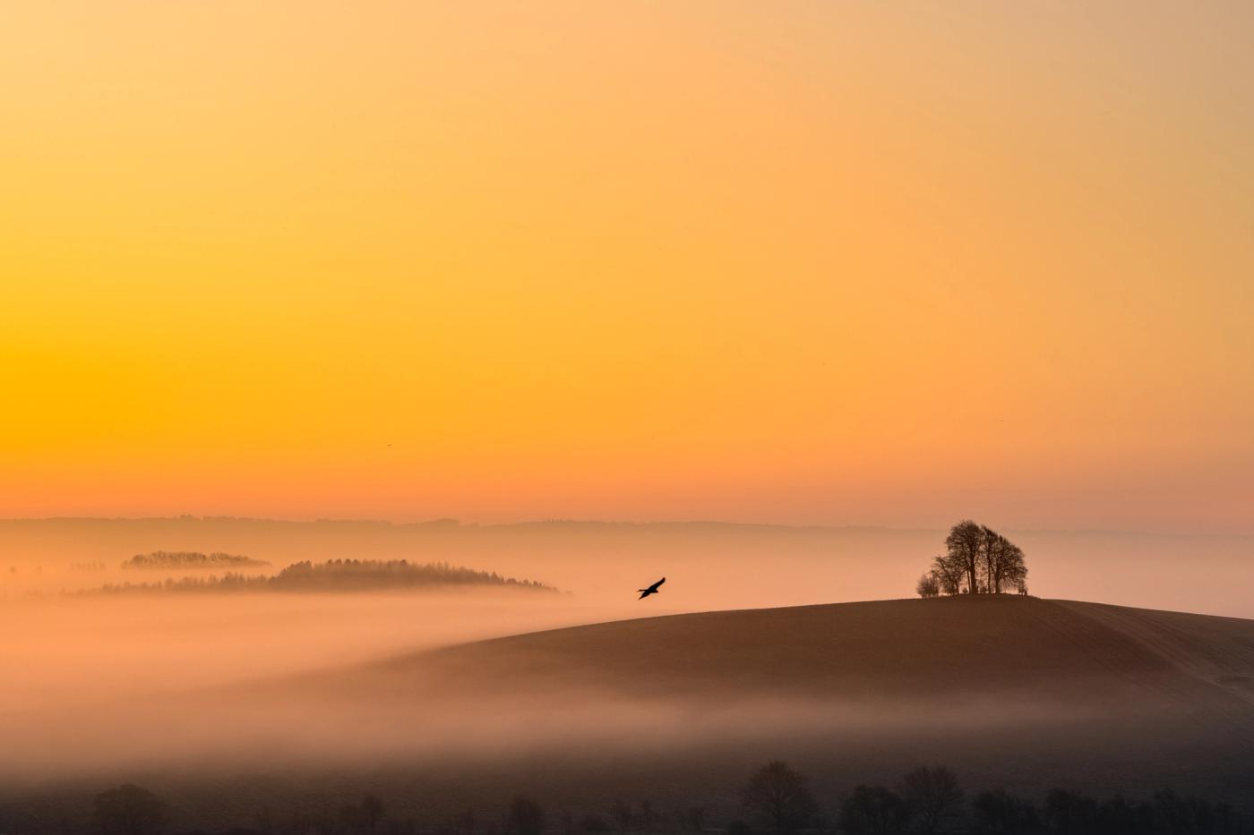 A bird of prey crosses a mist-filled valley at dawn in early March above the low ground near Brightwell Barrow, its silhouette suspended between the bare-crowned hilltop copse of the Wittenham Clumps and the fog-islands of woodland below. Temperature inversion has pooled the mist in the Oxfordshire vale, leaving the rounded hill clear and luminous against a soft amber sky. The fortuitous placement of the bird gives the image a precise, unrepeatable quality.
