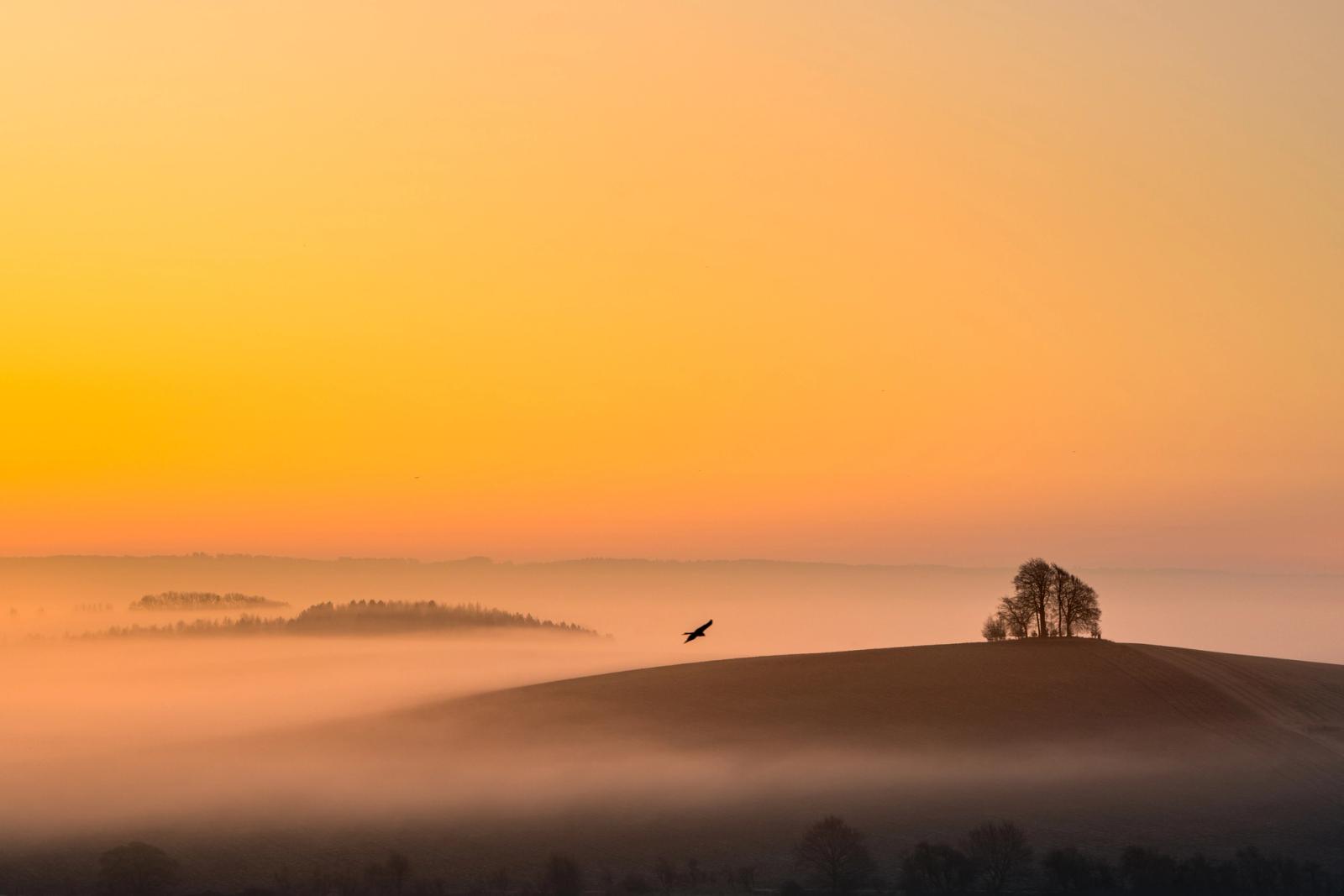 A bird of prey crosses a mist-filled valley at dawn in early March above the low ground near Brightwell Barrow, its silhouette suspended between the bare-crowned hilltop copse of the Wittenham Clumps and the fog-islands of woodland below. Temperature inversion has pooled the mist in the Oxfordshire vale, leaving the rounded hill clear and luminous against a soft amber sky. The fortuitous placement of the bird gives the image a precise, unrepeatable quality.