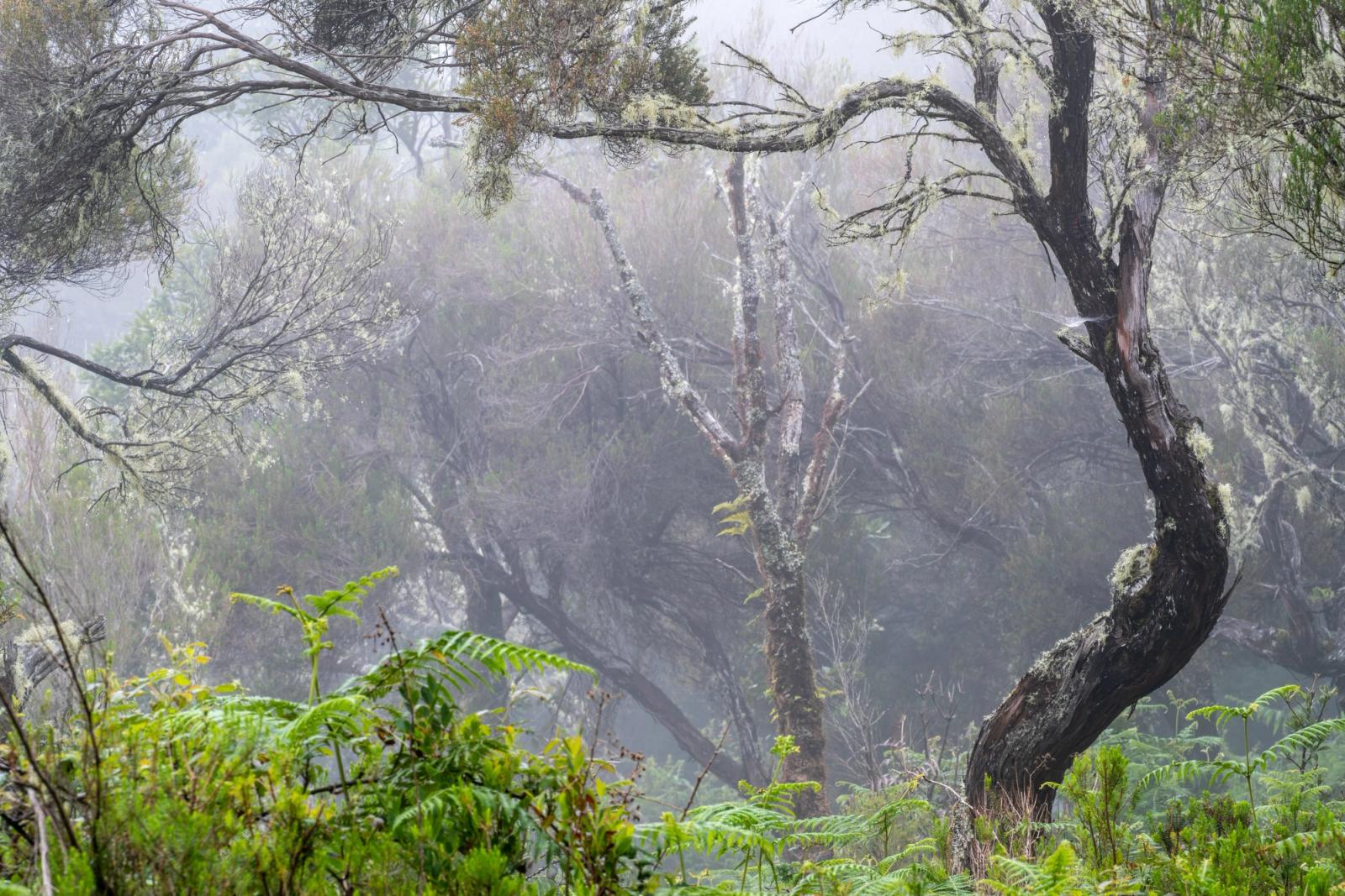 Dense mist dissolves the mid-distance into layered grey, isolating a twisted, lichen-covered trunk that anchors the right of frame. Ferns and low scrub in fresh spring growth occupy the foreground, grounding an otherwise weightless scene. The diffuse light flattens contrast throughout, lending the image a quiet, almost monochrome mood despite its colour.