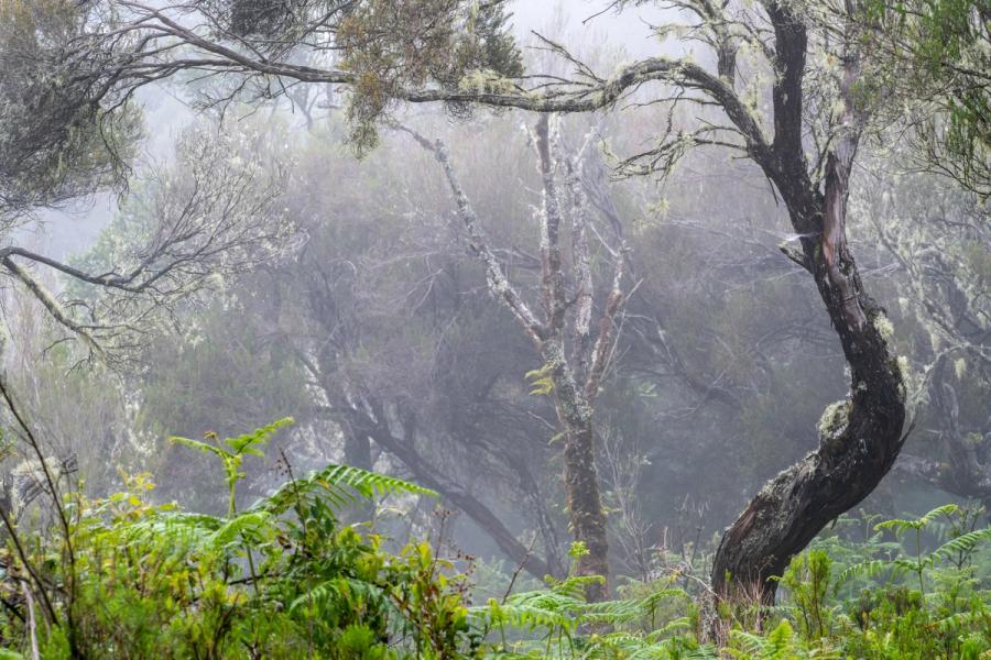 Dense mist dissolves the mid-distance into layered grey, isolating a twisted, lichen-covered trunk that anchors the right of frame. Ferns and low scrub in fresh spring growth occupy the foreground, grounding an otherwise weightless scene. The diffuse light flattens contrast throughout, lending the image a quiet, almost monochrome mood despite its colour.