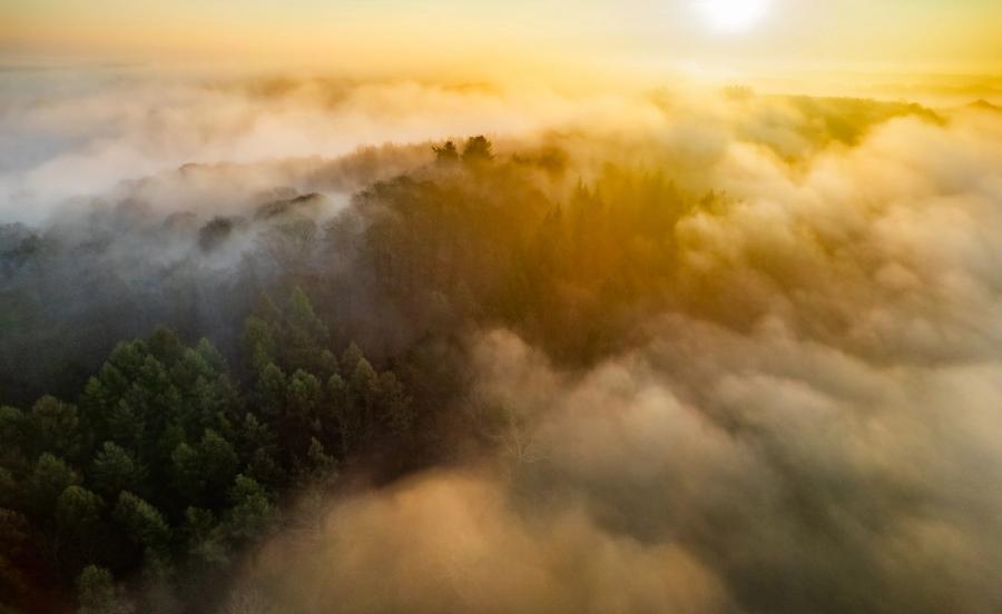 A temperature inversion holds low fog across mixed woodland near Reading, Berkshire, at first light in late March. The rising sun, just above the horizon to the north-east, throws warm golden light across the cloud layer while evergreen canopy breaks the surface in the foreground shadow. The interplay of cool grey fog and amber backlight gives the scene an unusual tonal range for a dawn aerial.