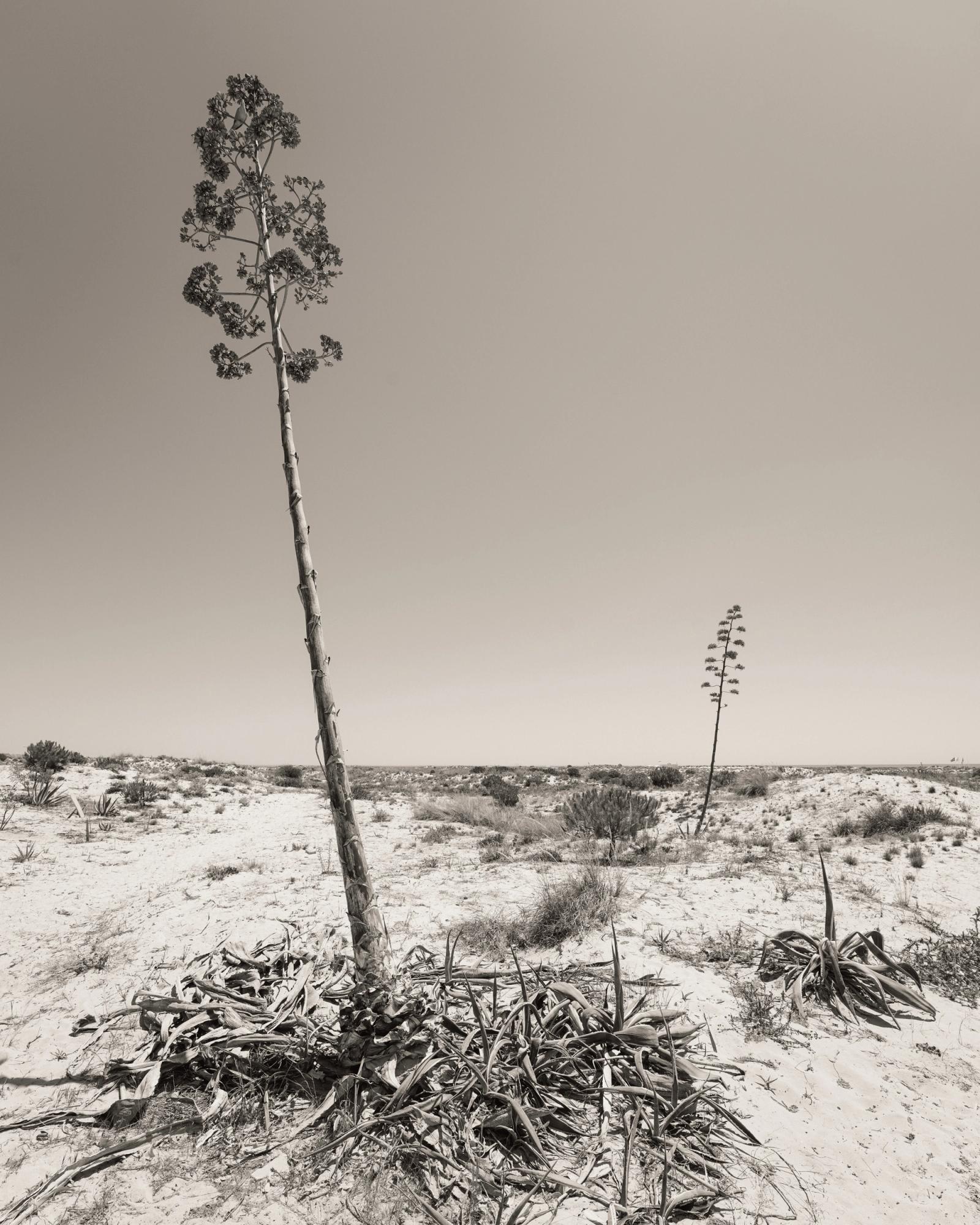 Two agave plants send up tall flowering spikes above a bleached desert floor, the larger specimen dominating the foreground against a featureless pale sky. The mono conversion strips back colour to reveal the structural contrast between the spent basal rosette and the vertical thrust of the bloom stalk. A second, smaller plant recedes into the arid scrub, establishing quiet scale and repetition.