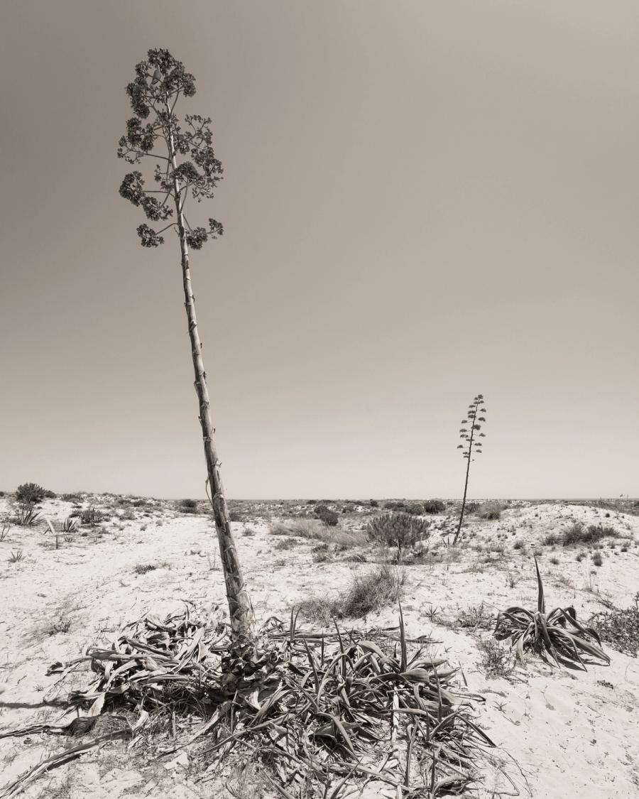 Two agave plants send up tall flowering spikes above a bleached desert floor, the larger specimen dominating the foreground against a featureless pale sky. The mono conversion strips back colour to reveal the structural contrast between the spent basal rosette and the vertical thrust of the bloom stalk. A second, smaller plant recedes into the arid scrub, establishing quiet scale and repetition.