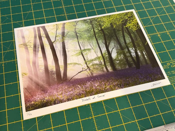 Bluebells at Sunrise Printed on A4