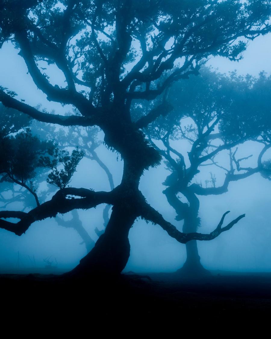 A gnarled laurisilva tree dominates the foreground, its twisted limbs reaching into dense fog that erases all distance and colour. Receding trees dissolve into a cold blue murk, creating a strong sense of layered depth within the forest. The near-silhouette treatment and monochromatic palette give the scene an otherworldly stillness.