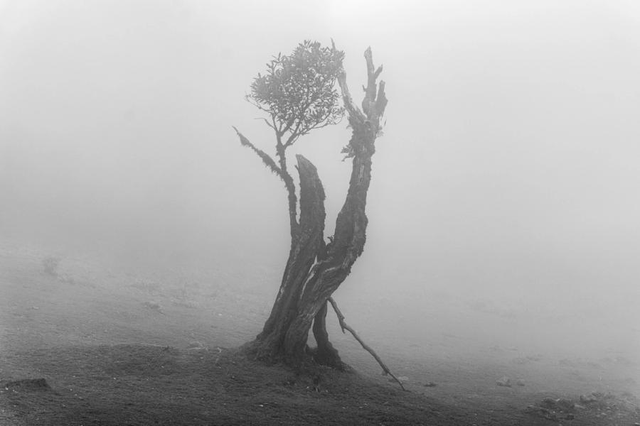 A storm-damaged laurisilva tree, its trunk split and bark stripped, persists in dense cloud on high ground. A single canopy of laurel foliage crowns the wreckage, caught between life and decay. The fog reduces all context to a pale void, isolating the subject with quiet severity.