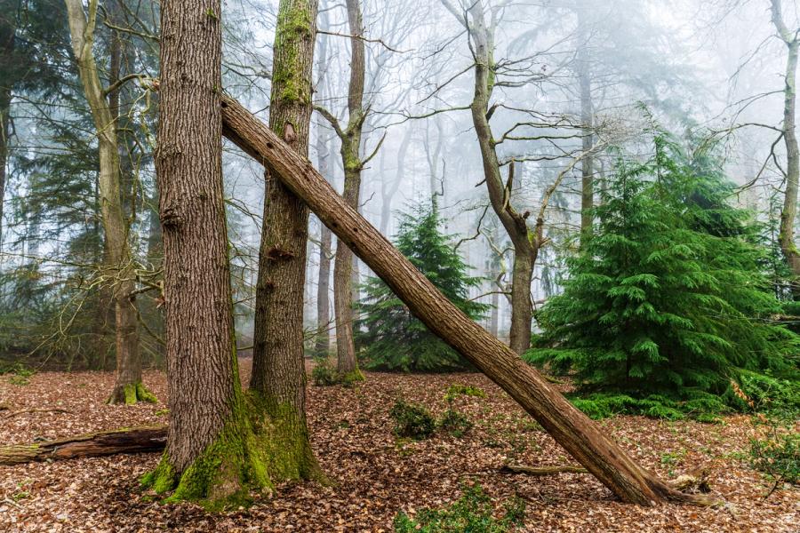 A fallen trunk leans at a diagonal against standing deciduous trees in a mixed woodland softened by winter fog. The interplay of the angled dead wood with the vertical uprights creates a geometric tension within an otherwise quiet scene. Evergreen yews or spruces punctuate the mid-ground with saturated green against the pale, moisture-laden air.