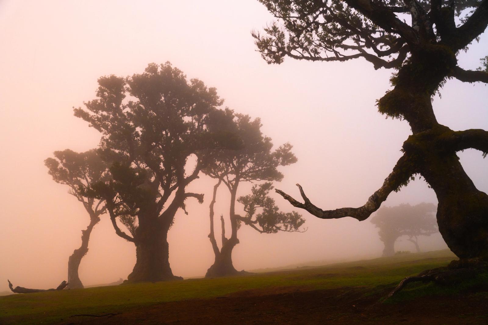 Ancient laurisilva trees recede into dense fog at Fanal, Madeira, their moss-laden trunks and contorted limbs silhouetted against a warm rose-suffused sky at sunset.  The foreground tree dominates the right edge with near-anthropomorphic presence, while successive forms dissolve into the murk behind. Captured at dusk, the diffused light lends the scene an otherworldly stillness particular to this relic Tertiary forest.