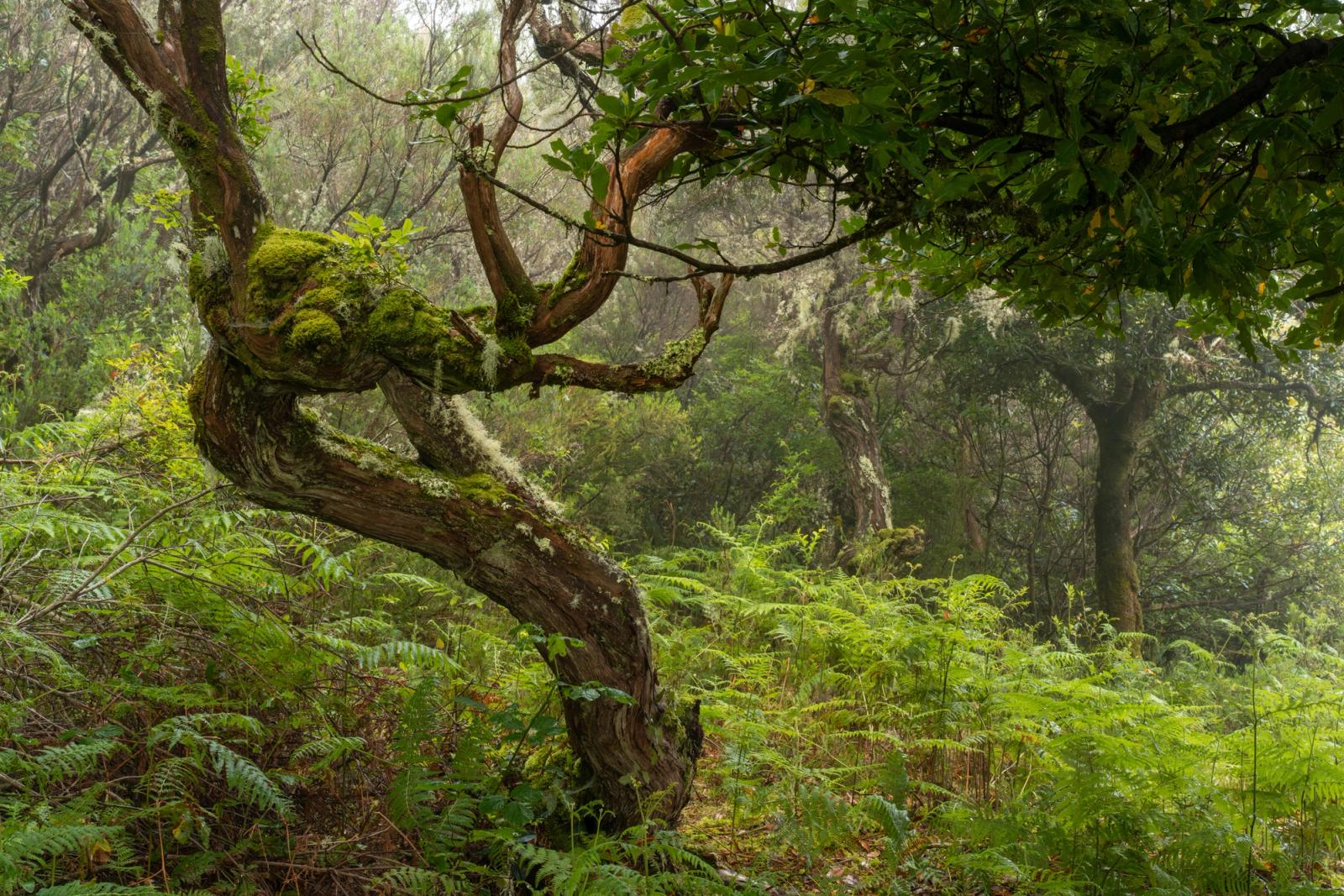A gnarled, moss-clad trunk spirals through a fern-carpeted understorey, its contorted form suggesting decades of wind-driven growth. Lichen traces the bark in pale threads while soft mist dissolves the background canopy into layers of receding green. The scene is consistent with the ancient laurisilva forest of Madeira, where cloud and humidity sustain this density of moss and fern year-round.