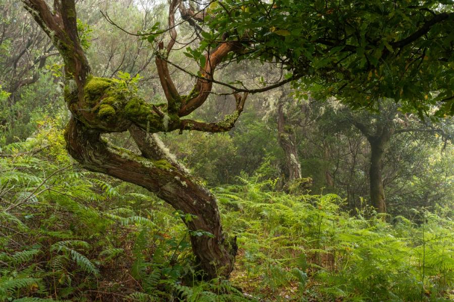 A gnarled, moss-clad trunk spirals through a fern-carpeted understorey, its contorted form suggesting decades of wind-driven growth. Lichen traces the bark in pale threads while soft mist dissolves the background canopy into layers of receding green. The scene is consistent with the ancient laurisilva forest of Madeira, where cloud and humidity sustain this density of moss and fern year-round.