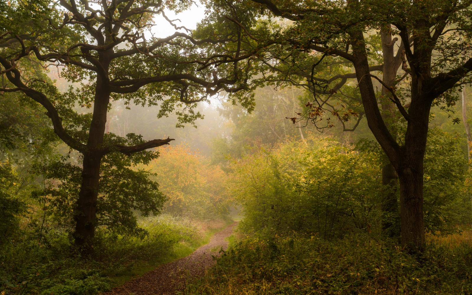 A narrow woodland track in the Chilterns, Oxfordshire, recedes into early-morning mist beneath the arching canopy of two veteran oaks, their gnarled branches framing a softly luminous middle distance. Understorey shrubs are turning to amber and yellow, placing the image at the cusp of autumn. The diffuse backlight and layered depth give the scene a quiet, threshold quality.