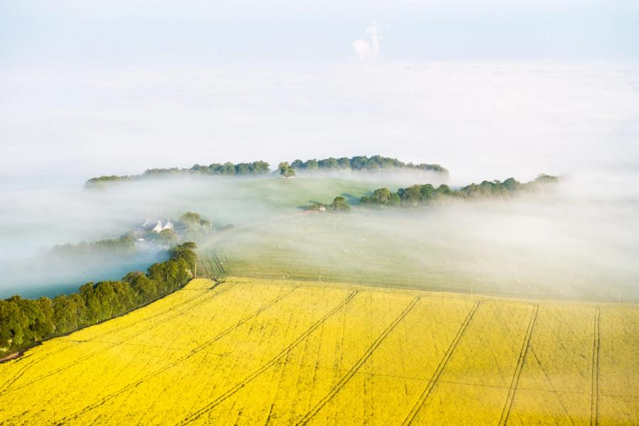 A low temperature inversion pools fog through the valleys around Henley-on-Thames, leaving a copse of mature broadleaf trees stranded above the white. A rapeseed field in full spring bloom anchors the foreground, its tractor lines drawing the eye toward the obscured farmstead and grazing livestock beyond.