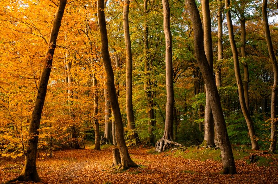 A stand of mature beech trees in the Chilterns, Oxfordshire, photographed in mid-autumn colour, their canopy transitioning from gold on the western side to residual green towards the interior. Fallen leaves carpet the woodland floor around exposed root systems, while dappled afternoon light picks out the smooth grey trunks. The image records the turn of the season with competence, though no single compositional anchor draws the eye.