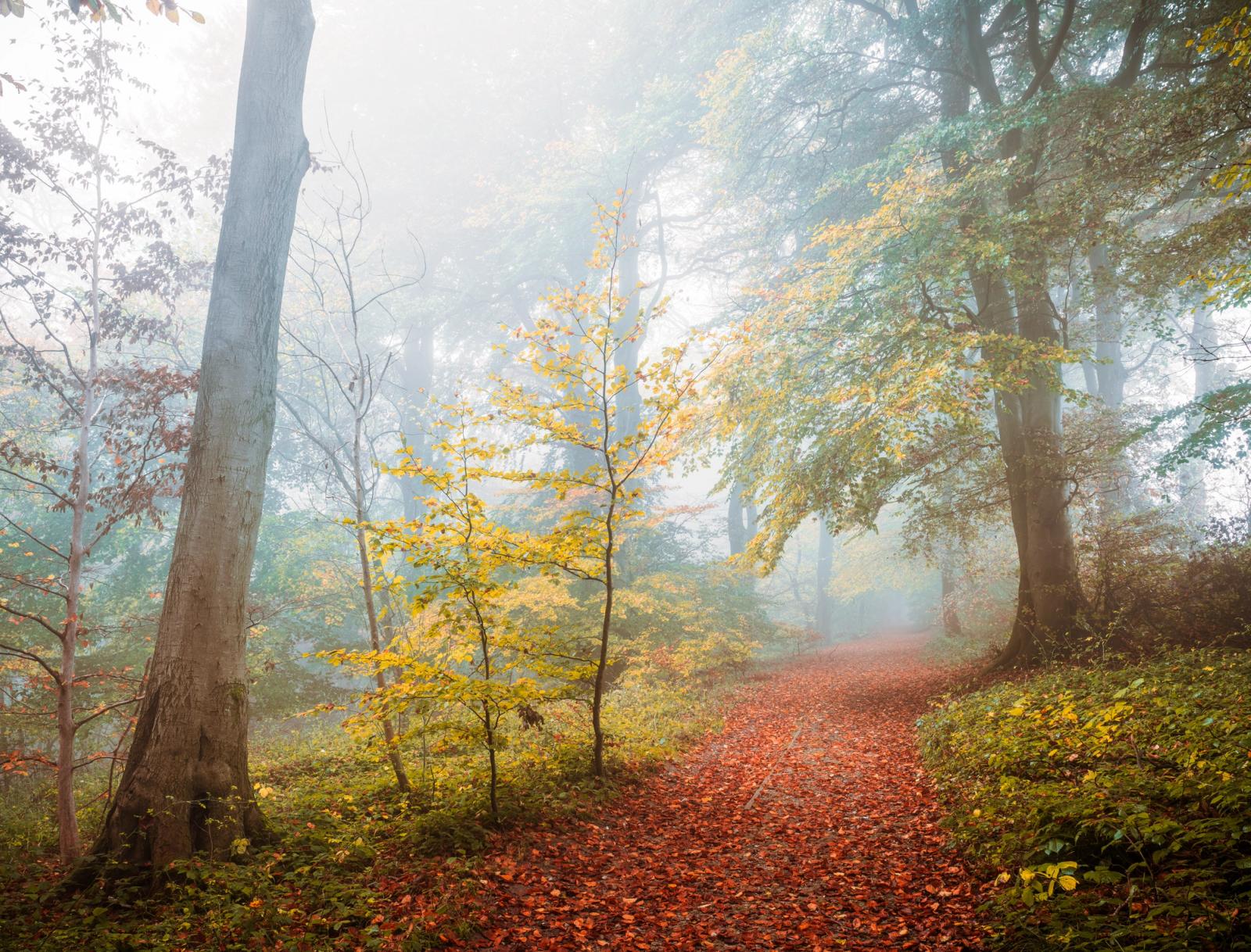 A leaf-carpeted path curves into dense autumn fog among the beech woods of the Chilterns, Oxfordshire, framed by smooth-barked trunks and a young sapling holding the last of its yellow foliage. The diffuse light strips the scene of hard shadows, creating tonal recession that draws the eye deep into the grey-white interior. A quiet, precisely observed moment at the threshold of late autumn.