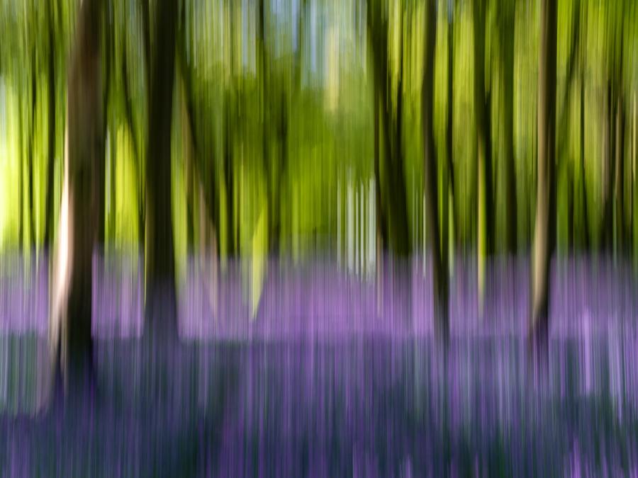 An intentional camera movement exposure made in the Chilterns, Oxfordshire abstracts a bluebell-carpeted beech woodland into vertical streaks of violet and green. The technique dissolves individual stems and trunks into pure colour relationships, preserving the structural rhythm of the trees above the flower layer. Captured at dawn in late April, the image sits firmly in the ICM tradition of British spring woodland.