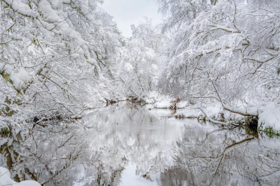 Snow covers every branch on this scene from the Scottish Highlands, along a river that feeds the famous Loch Morlich in the Cairngorms National Park. A truly winter wonderland scene.