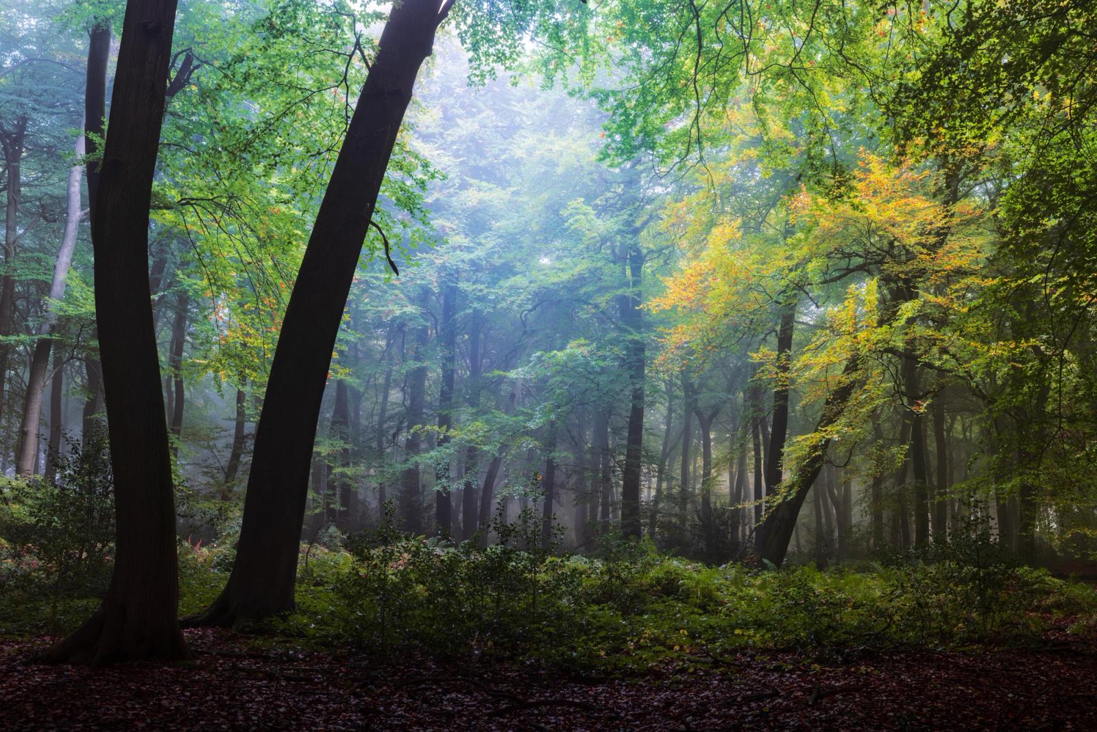 Early autumn mist settles between mature beech trees in the Chilterns, Oxfordshire, at the transitional moment when foliage shifts from green to amber. Diffused light filters through the canopy, separating successive planes of trunk and understorey and lending the interior a quiet luminosity. The leaf litter floor and low shrub layer ground the image in the particular stillness of an October morning.