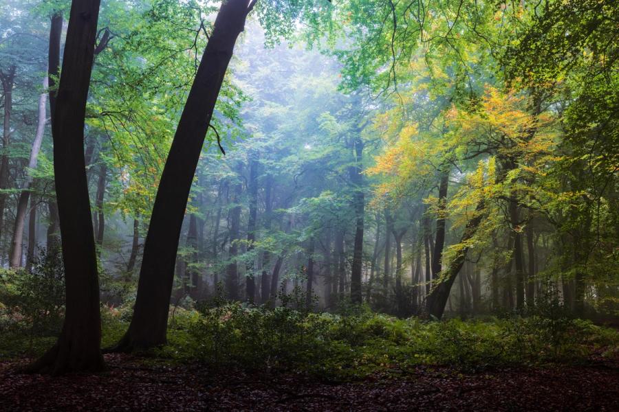 Early autumn mist settles between mature beech trees in the Chilterns, Oxfordshire, at the transitional moment when foliage shifts from green to amber. Diffused light filters through the canopy, separating successive planes of trunk and understorey and lending the interior a quiet luminosity. The leaf litter floor and low shrub layer ground the image in the particular stillness of an October morning.