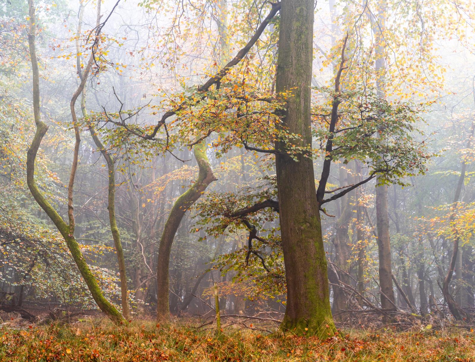A stand of beech and mixed broadleaves in peak autumn colour on the Chilterns escarpment in Oxfordshire, the canopy thinning to reveal sinuous branch structures diffused by morning mist. The dominant vertical trunk anchors a composition of competing curves and bare limbs, the fog compressing the background into pale layers of receding woodland. Captured at dawn in early November, the scene sits between full leaf and bare winter form.